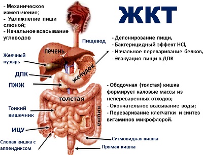 Лечение ЖКТ в Израиле